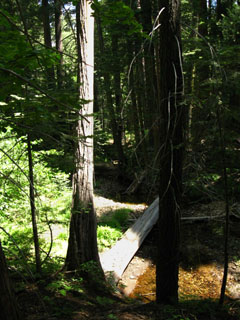 Creek through Forest